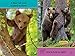 All About Bears (National Geographic Kids Readers, Pre-Reader)