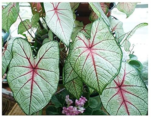 Florida Sunrise Caladium Bulbs - One Top Size Bulb - Bright Yellow and Green Foliage - Giant Caladium for Gardens and Pots - Hardy in Zones 9-11 - Caladium Plants for Shaded Areas
