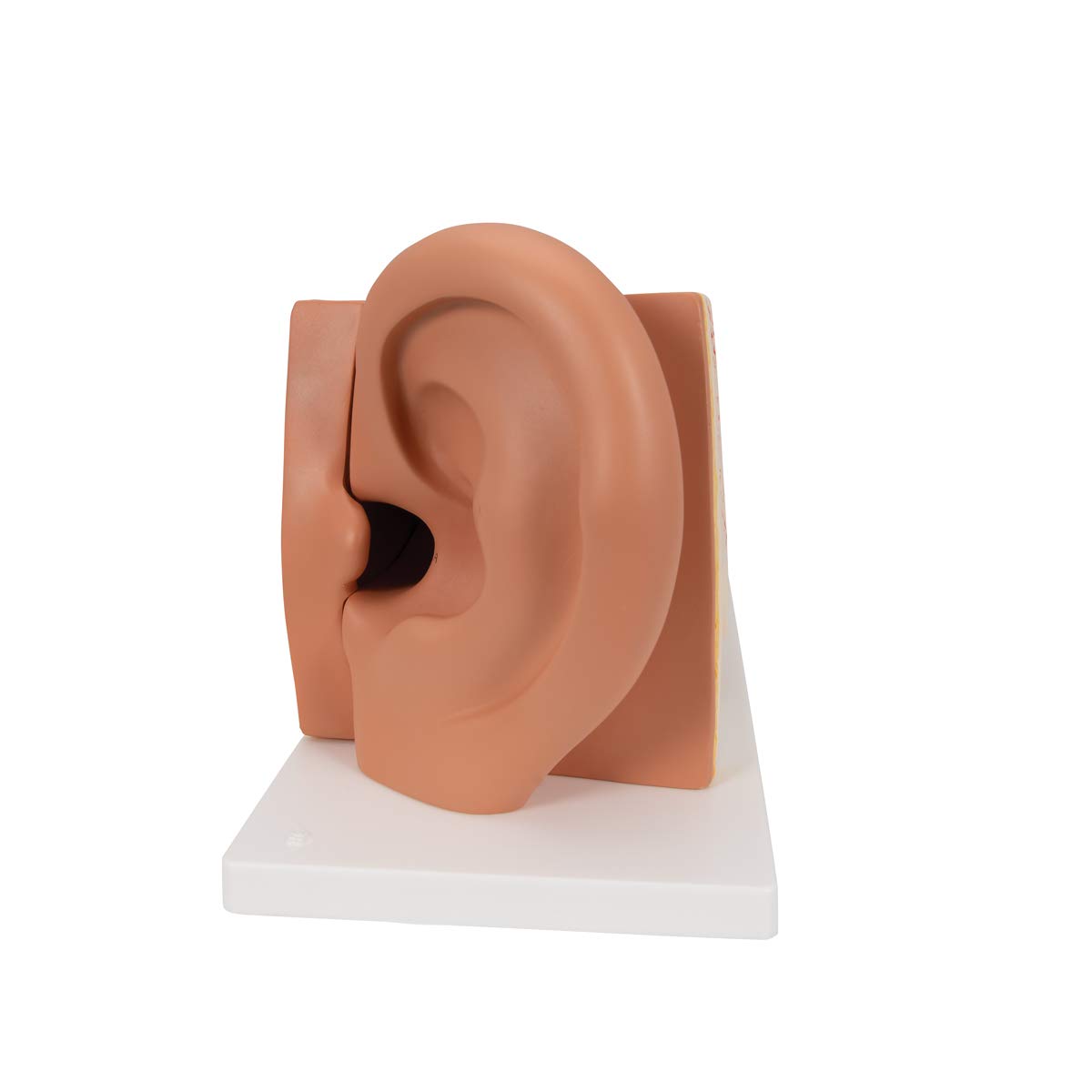 3B Scientific E11 Giant Ear-Advanced Version 3x life size 6 part - 3B Smart Anatomy