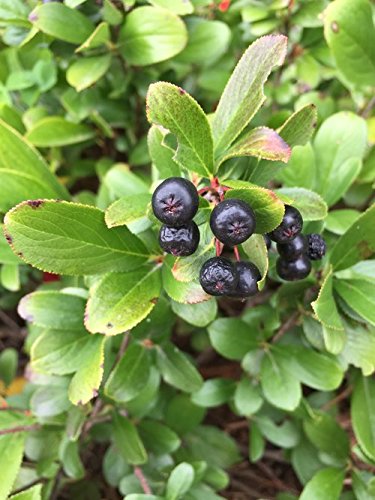Proven Winners - Aronia Low Scape Mound (Chokeberry) Shrub, white flowers, #3 - Size Container - Thumbnail 5