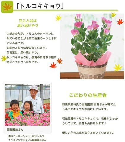 Amazon 敬老ギフト トルコキキョウ5号鉢植 ピンク 観葉植物 オンライン通販