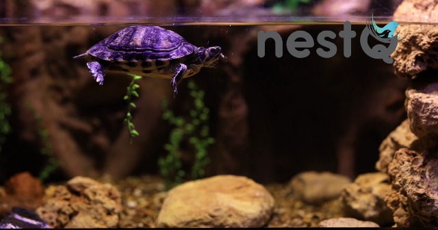 10 Blocchi Di Calcio Per Tartarughe Acquatiche - Purifica L'Acqua E Rinforza Il Guscio - Foto 7