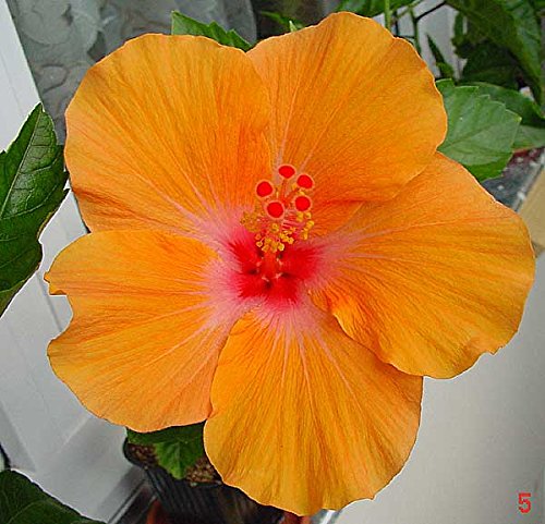 Nelesa Gardening Live Dwarf Orange Hibiscus Plant : Amazon.in: Garden