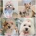 Zpoogekd 20 Pcs Mix Style Handmade Small Dog Hair Bows with Rubber Bands Cute Puppy Bowknot Grooming Accessories for Small Size Dogs Girl,Yorkie,Shih Tzu,Maltese - Light Pink Flower Bow Dog Cat