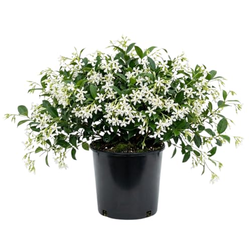 White Green Star Jasmine Plant Live Fragrant White Flowering Vine 10 Inches Tall in 3 Inch Pot for Indoor or Outdoor Garden