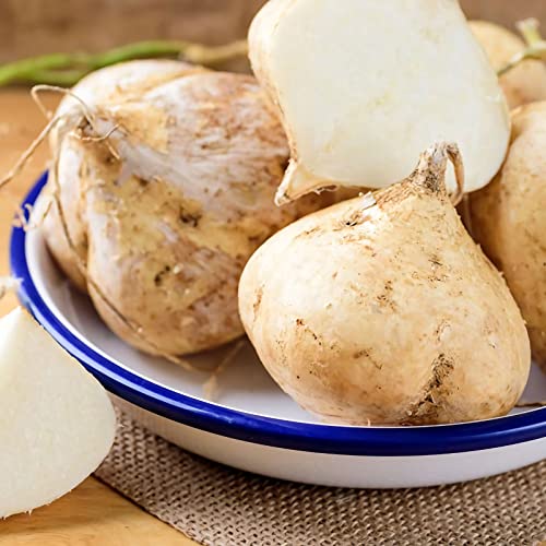 100 Pcs Jicama Seeds Heirloom Mexican Yam Bean Mexican Turnip Seeds Fresh Garden Seeds Non-Gmo #TOP4