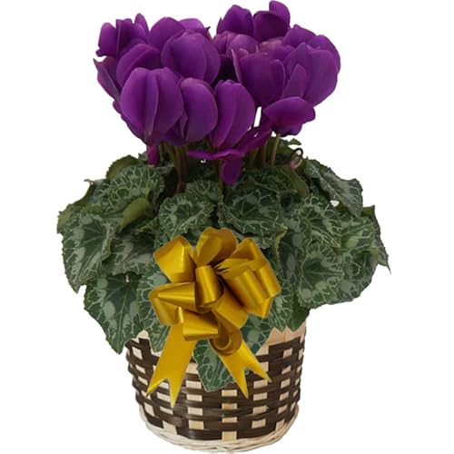 Qn̔ԃMtg VN AeBI VBt@[ Ɖ| Bl̃VN ԔA  Mtg v[g i NX}X Ε N (cyc-rao-shefa01)