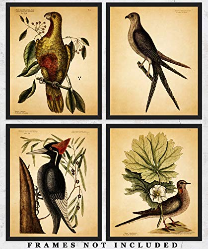 Vintage American Birds Wall Art Prints - Set of Four (8x10) Photos Unframed