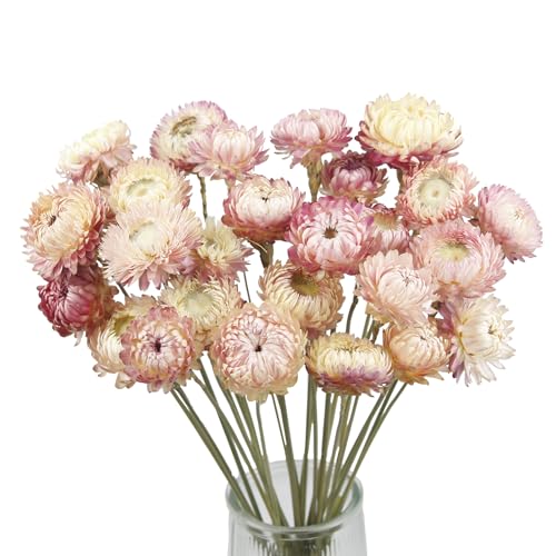 CEWUDA 20 Dried Crisantemi Fiori Secchi Decorativi Mazzo di Fiori Margherite Essiccati Piante Naturali con Stelo Rosa Bouquet Composizione Fiori Secchi per Vaso Bomboniere Feste Casa di Nozze Regalo