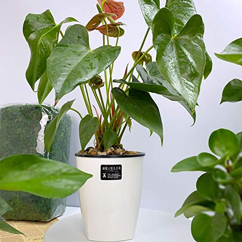 OJYUDD 8 Pack 4 Inch Self Watering Plastic Planter with Inner Pot White Flower Plant Pot,Modern Decorative Flower Pot for All House Plants,Flowers,Herbs,African Violets - Thumbnail 2