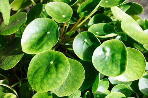 Image of UGAOO BHARAT Live Chinese Money Plant | Decorative, Indoor, Coin Leaf