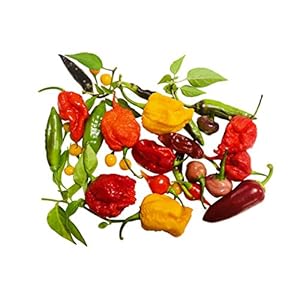 50 zaden * Kleurrijke chili mix * -Met wereldkampioen pepers- -ULTRA SPICY-