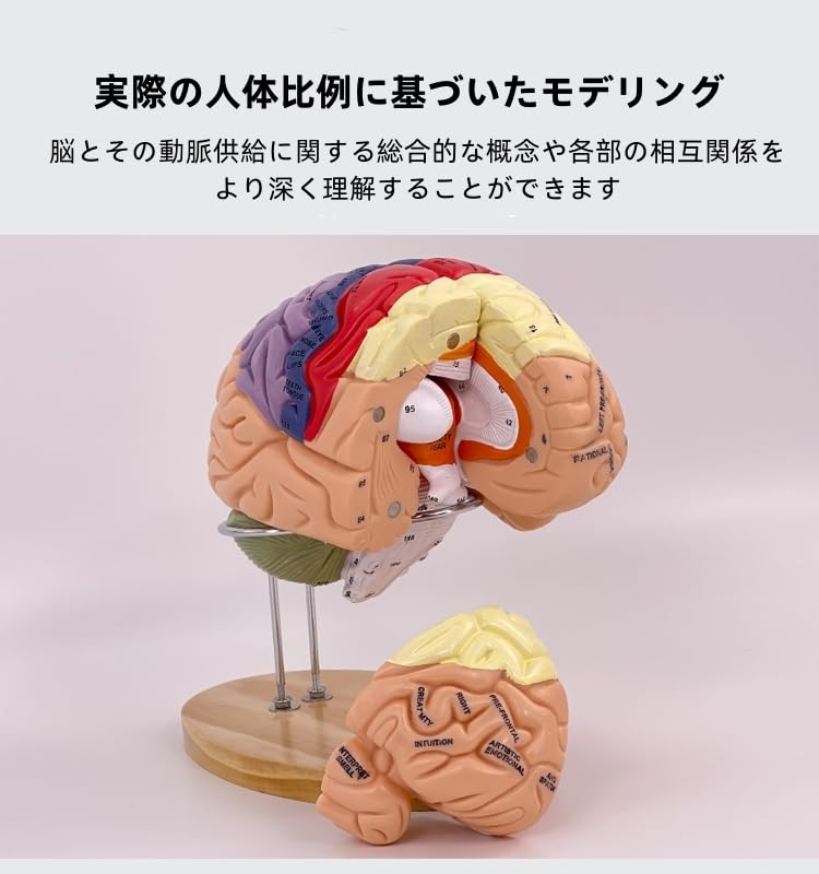 Amazon.co.jp: 人体模型 3D 2倍拡大 4部品 分解可能 脳動脈モデル 脳