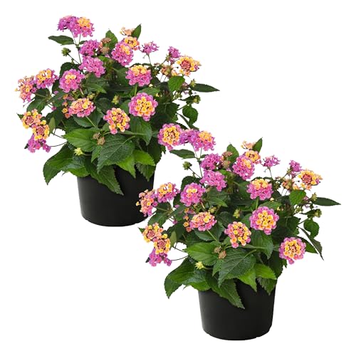 Live Flowering Lantana - Havana Pink Sky (2 Plants Per Pack) Healthy Blooming Pollinator 8 Tall by 5 Wide in 1 Qt Pot