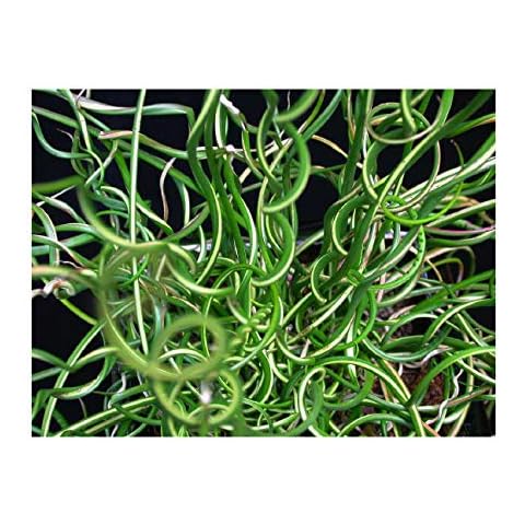PondPlantsUK Corkscrew Rush with Pot and Compost Cover