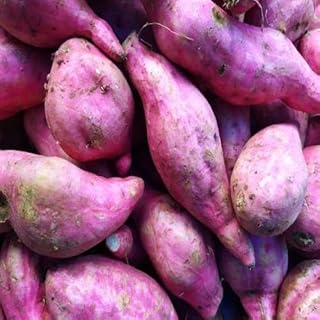 100 semillas de batata, color rosa