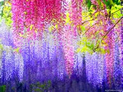 Semillas De Glicina (Wisteria) 16 Piezas, Ornamentales Resistentes Para Jardín, Exterior Y Bonsái - Fácil Cultivo