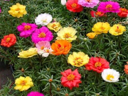 Image of live plants (PORTULACA FLOWER PLANT)