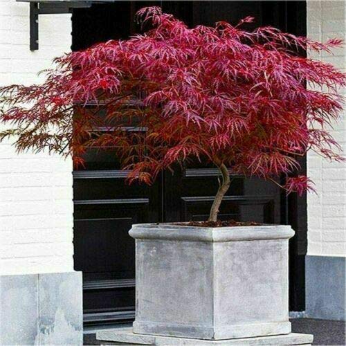 Acero rosso giapponese "Acero palmatum dissectum Firecracker" pianta in vaso ø26 cm Vivaio di Castelletto