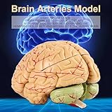 Zoom IMG-1 leapiture 8parti anatomico arterie cerebrali Zoom IMG-1 leapiture 8parti anatomico arterie cerebrali