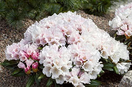 Rhododendron 'Edelweiß' 40-50 cm Topf Rhododendron yakushimanum winterhart