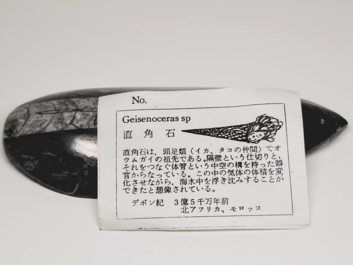 Amazon.co.jp: D-32直角石164g化石オウムガイ原石鑑賞石自然石誕生石