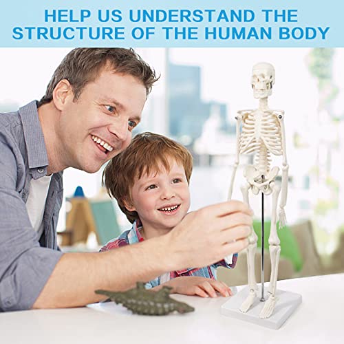 Benilev NA106 Mini Human Skeleton Model thumb #5