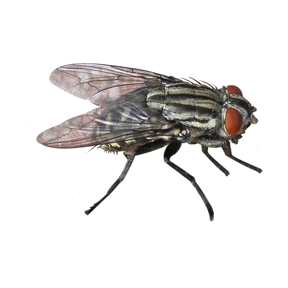 Flortis Pest Control 360°. Disabituante ultrasuoni e/o onde elettromagnetiche per casa e spazi interni. Contro zanzare, topi, mosche, scarafaggi, ragni. Repellente anti insetti. Ampie superfici 200mq.