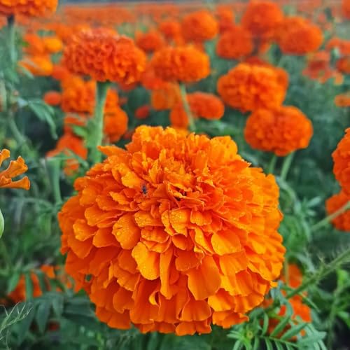 semi di calendula, Tagetes erecta, esterno resistenti rare di amici farfalle recisi da esterno estivi decorazione giardino per esterni 800pcs