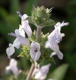 Graines de sauge noire (Salvia mellifera) Paquet de graines sans OGM Paquet de 100 graines
