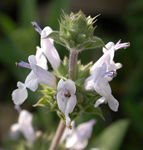 Graines de sauge noire (Salvia mellifera) Paquet de graines sans OGM Paquet de 100 graines