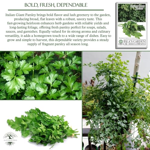 Italian Giant Parsley Seeds for Planting, 1000+ Seeds Per Packet, (Isla's Garden Seeds), Non GMO & Heirloom Seeds, 90% Germination Rate, Botanical Name: Petroselinum crispum, Herbs - Image 5