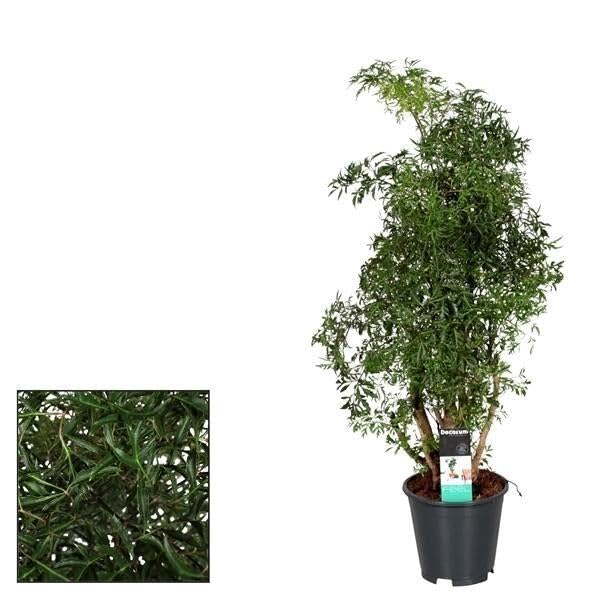 Polyscias Hawaiiana Ming Zimmerpflanze Ø17 cm 65 cm