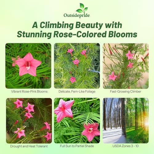 Image of Outsidepride Rose Cypress Vine Seeds - 200 Pcs Annual Flower Seeds with Nectar-Rich, Star-Shaped Flowers & Feathery, Fern-Like Leaves for Fences, Trellises, Pergolas & Vertical Gardens