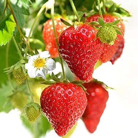 Baagan Live Red Gauntlet Strawberry Plant Healthy Hybrid Live Fruit Plant for Home Gardening, Balcony, Terrace, Organic Farming High Yield & Fast Growing (Pack of 1)-image-8