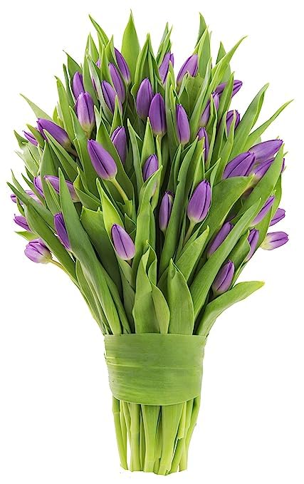 kabloom prime next day delivery - wedding collection - 30 purple tulips i gift for birthday anniversary thank you mothers day fresh flowers