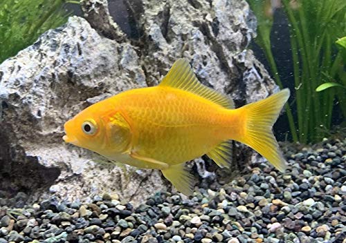 Amazon | 【金魚】江戸川産 イエローコメット 短尾 1匹 [生体] | 生体 