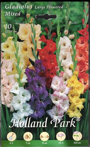 Bullbi di gladioli in mix di colori confezione da 10 bulbi
