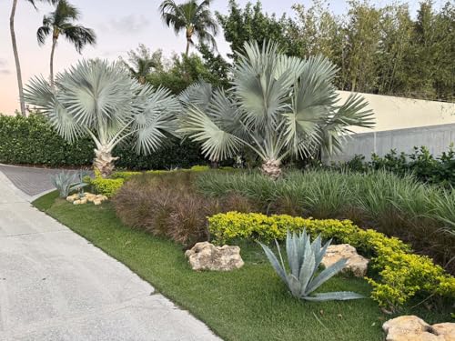Bismarckia Nobilis Silver Bismarck Palm - Striking Silvery Blue Tropical Ornamental Outdoor Palm Low Maintenance Drought Tolerant Live Plant Ideal for Landscapes & Gardens (1g Pot, 1-2ft)