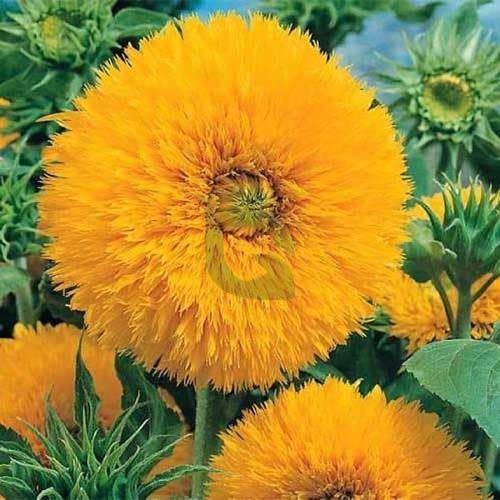Image of Sungold Flower Seeds - Easy-to-Grow Golden Blooms for Gardens, Containers & Pollinator-Friendly (Pack Of 50+ Seed)