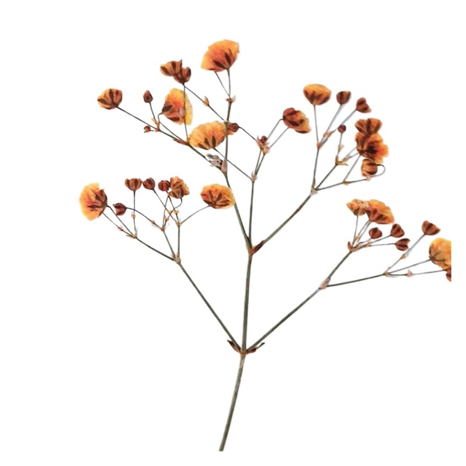 WJIAYAO dried gypsophila flowers 100 Pieces of Baby's Breath Plant Specimens DIY Handmade Bookmark Pressed Flower Material Kit Dried Frame Sticker Decoration(Color6)