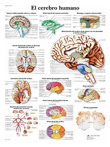 3B Scientific 1001913 VR3615L Póster Anatómico, el Cerebro Humano