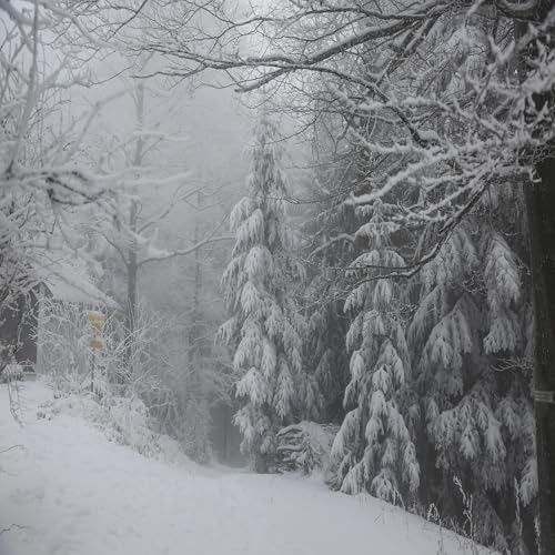 Christmas Special- The Snow Bunny and The Christmas Tree Forest