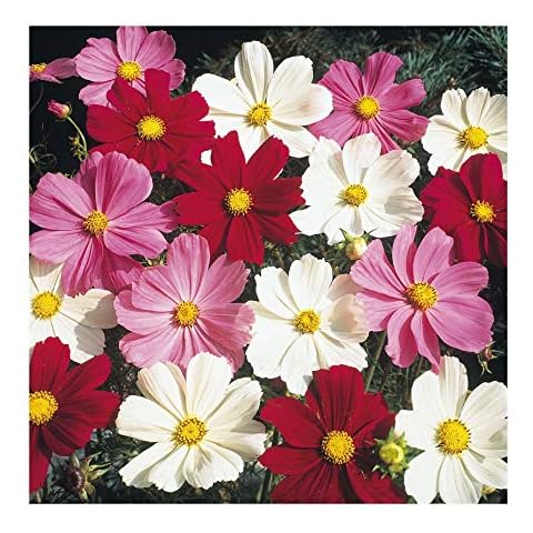 Premier Seeds Direct Cosmos Dwarf Mix 300 Seeds Cover