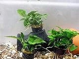 anubias barteri nana gold Verpackung Frischhaltefolie auf Schalen, daher einwandfreie