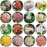 Für Anfänger können Sie zuerst eintopfen, Ihre Pflanzen größer werden lassen und dann wieder besiedeln.