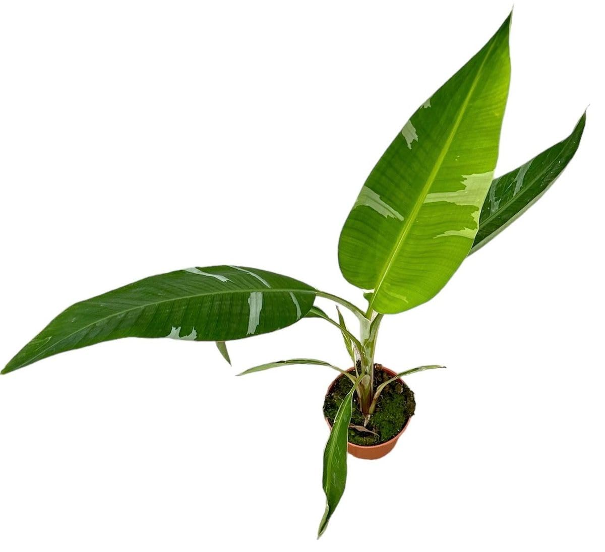 monstera künstlich Monstera künstlich - 1 Girlande main image 1