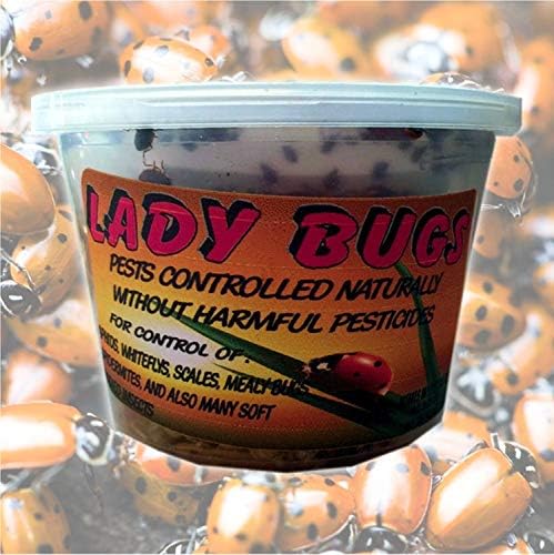 Bazos 1500 Live Ladybugs - Good Bugs - Ladybugs - Ladybugs for Garden - Guaranteed Live Delivery (1500)