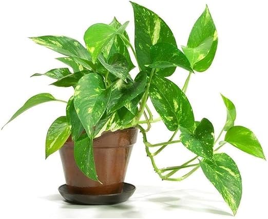 Live Money Indoor Plant For Home and Garden, Big Leaf Money Plant without Pot (Pack of 1) (B0DDJ8H544) Amazon Price History, Amazon Price Tracker