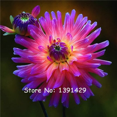 Dahlia Bulbs, (not Dahlia Seeds), Holland Dahlia Flower 3 Bulbs (item No: 6)